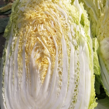 黄心大白菜