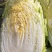 黄心大白菜