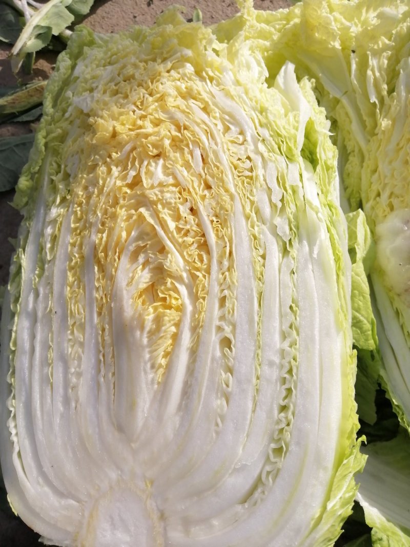 黄心大白菜