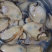 湛江官渡生蚝（烧烤生蚝，火锅专用生蚝）