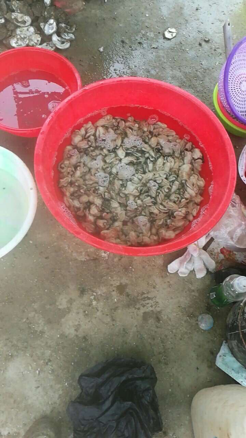 湛江官渡生蚝（烧烤生蚝，火锅专用生蚝）