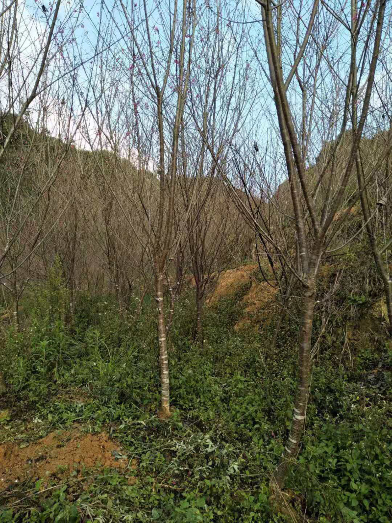 福建山樱花
