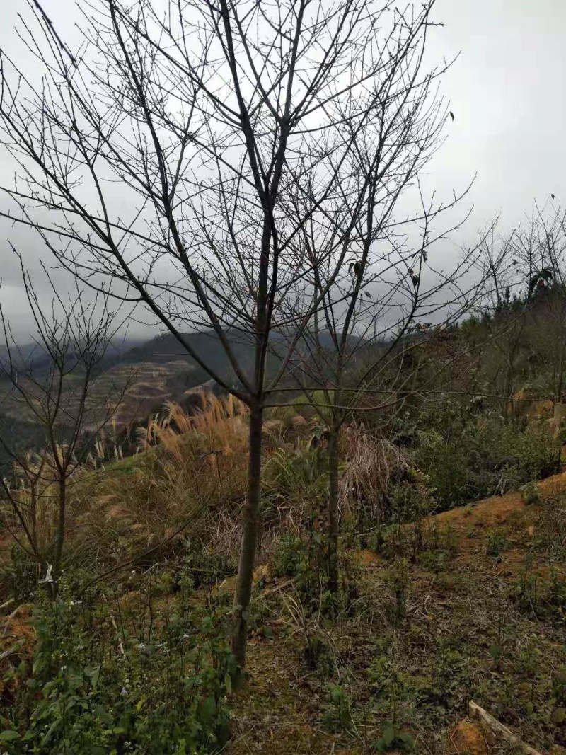 福建山樱花