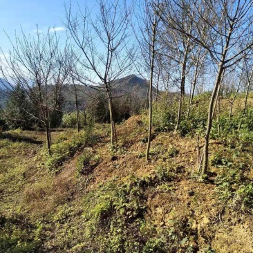 福建山樱花