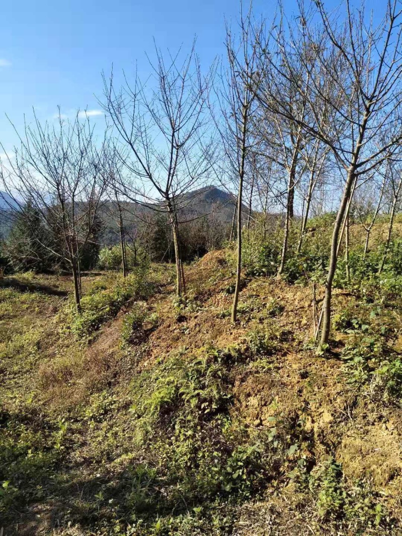 福建山樱花