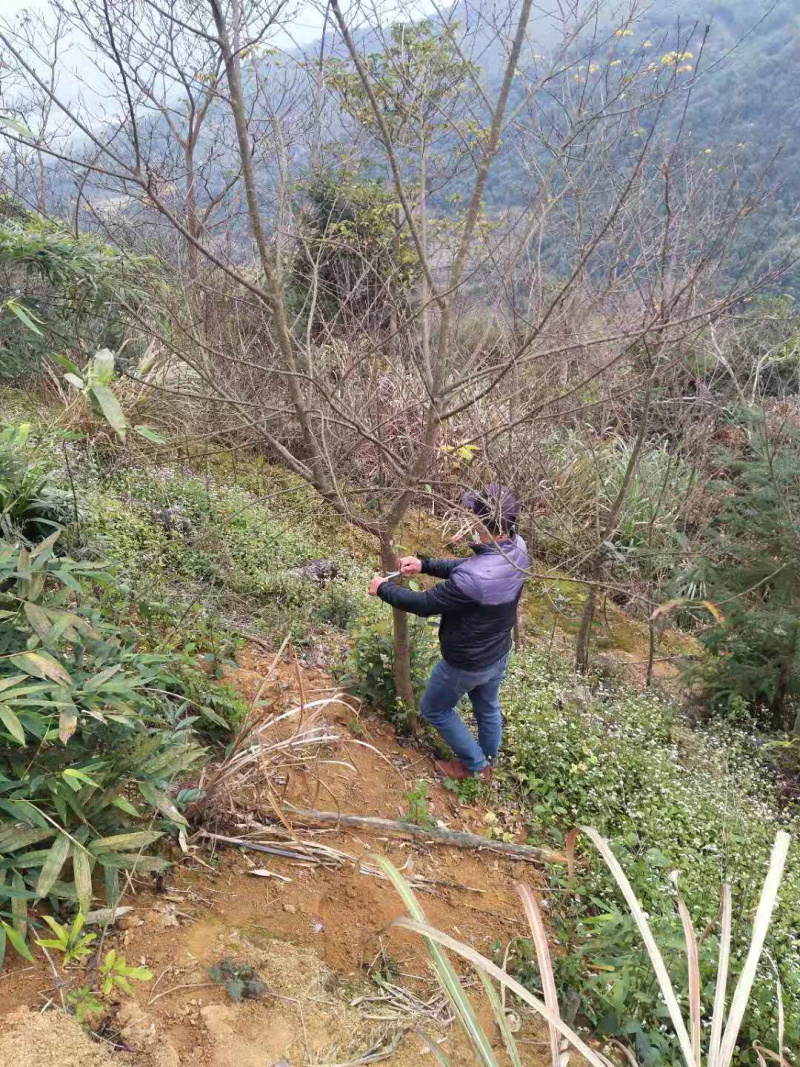 福建山樱花