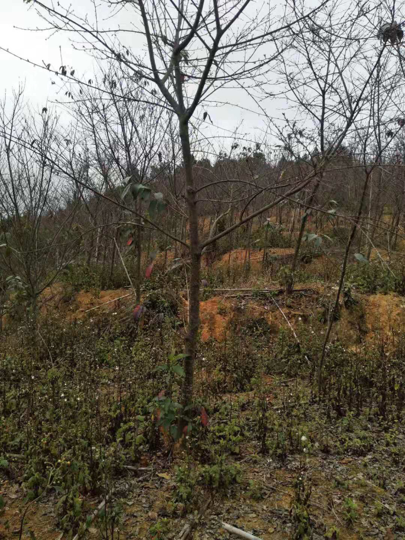 福建山樱花