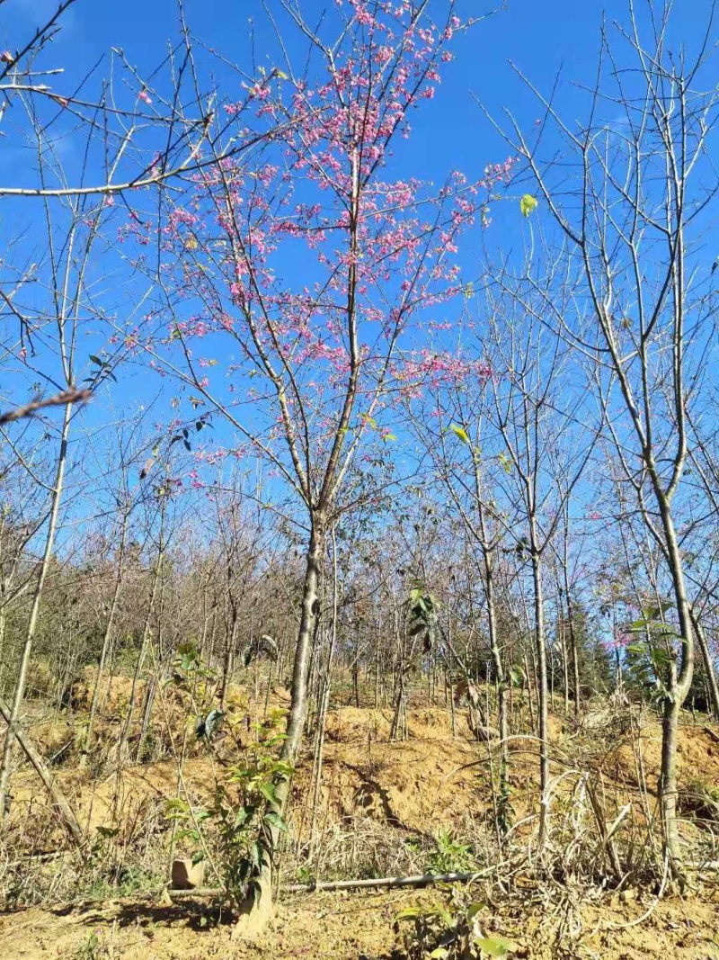 福建山樱花