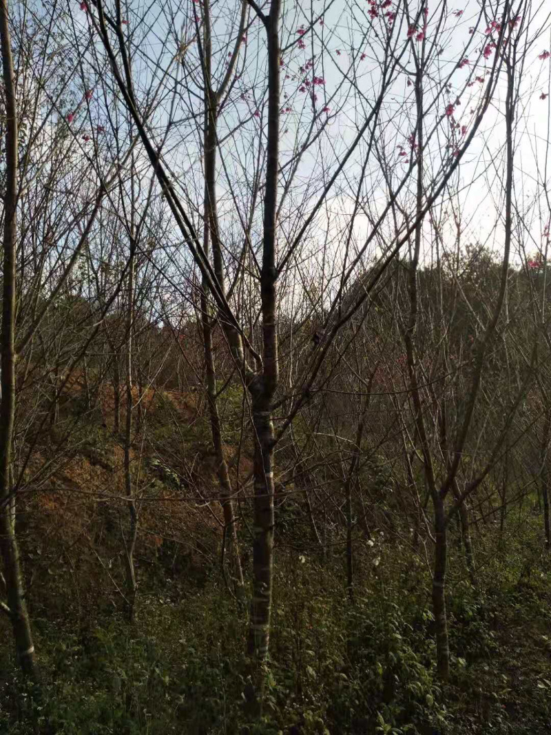 福建山樱花