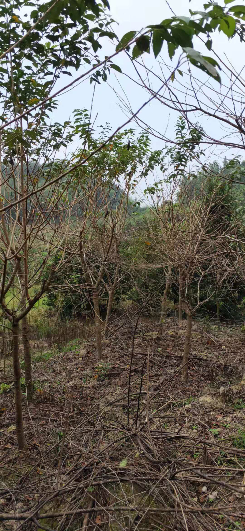 福建山樱花