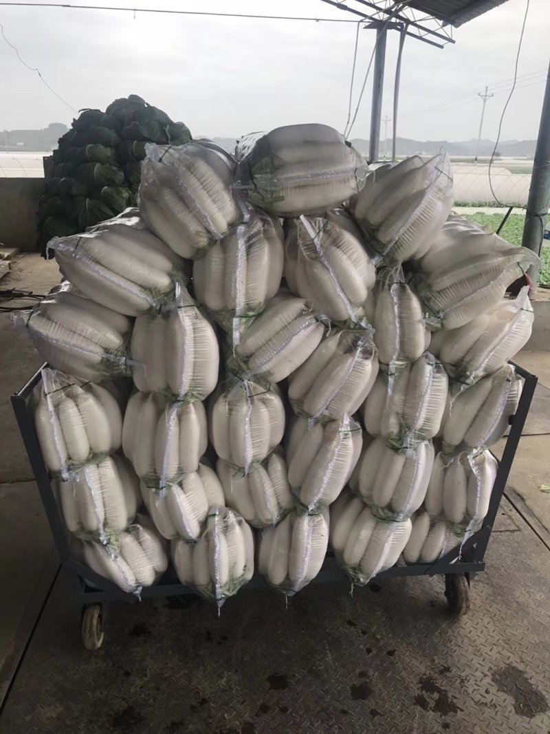 白萝卜，精品货出口贸易，电商，商超市场货都有