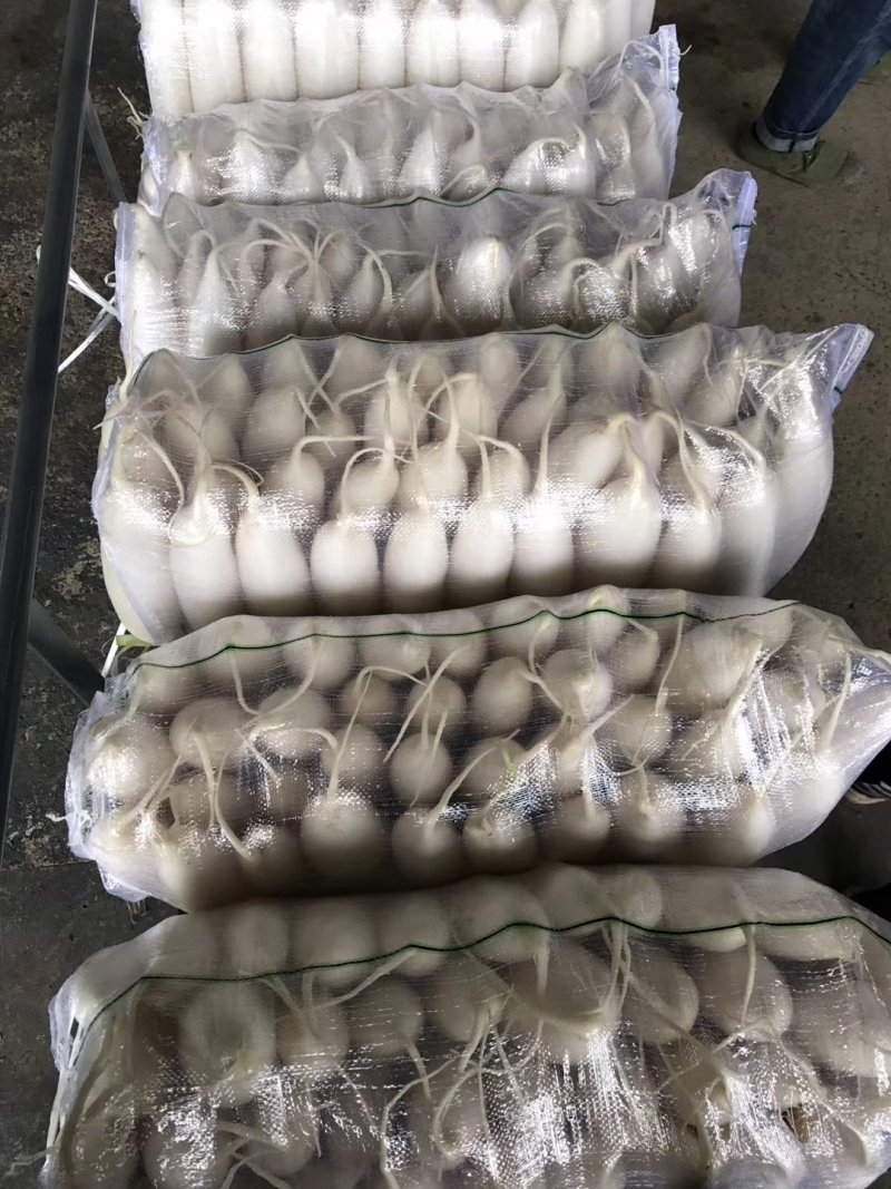白萝卜，精品货出口贸易，电商，商超市场货都有