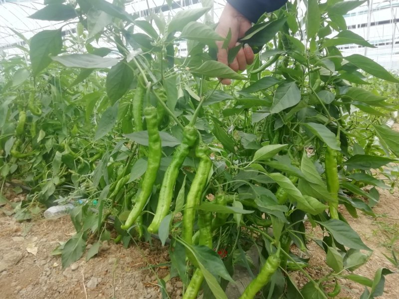 优质螺丝椒