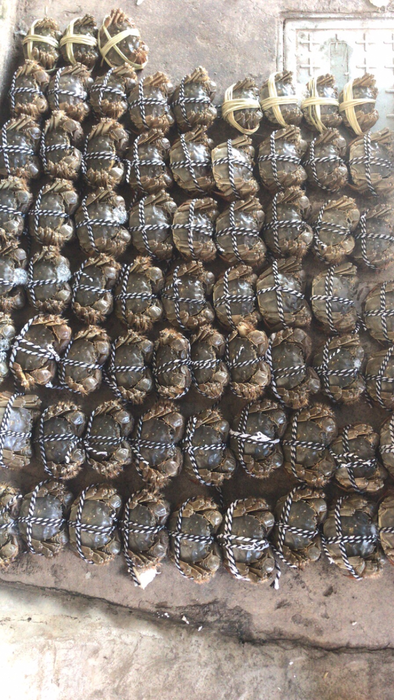 兴化大闸蟹，质量放心，价格优惠。