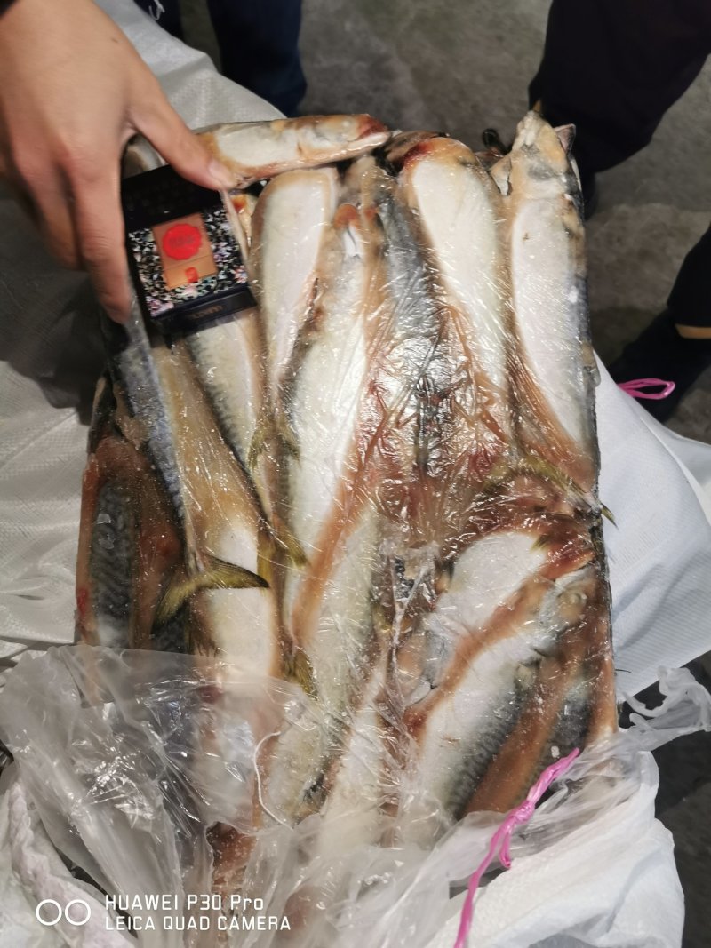 3两左右台鲅一车