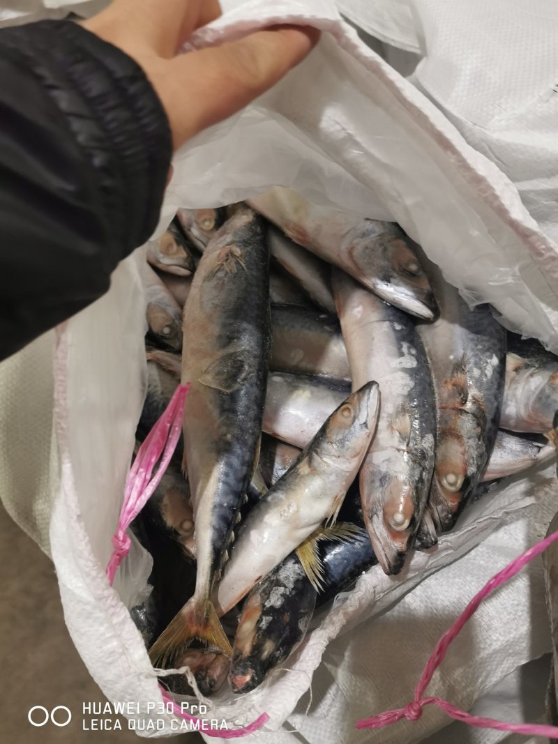 3两左右台鲅一车
