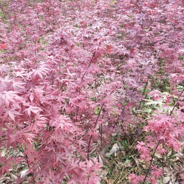 红枫