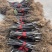 无花果苗树苗四季波姬红当年结果盆栽地栽带果特大南北方室内