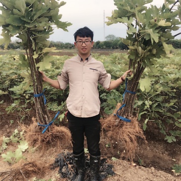 无花果苗树苗四季波姬红当年结果盆栽地栽带果特大南北方室内