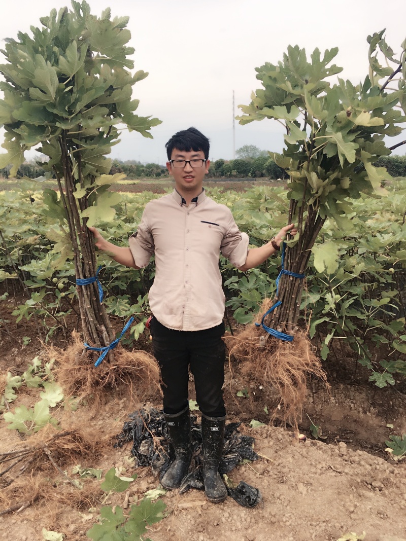 无花果苗树苗四季波姬红当年结果盆栽地栽带果特大南北方室内