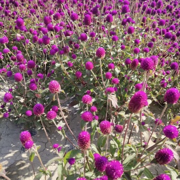 打造花海工程