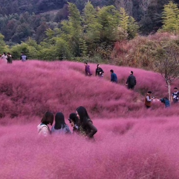 打造花海