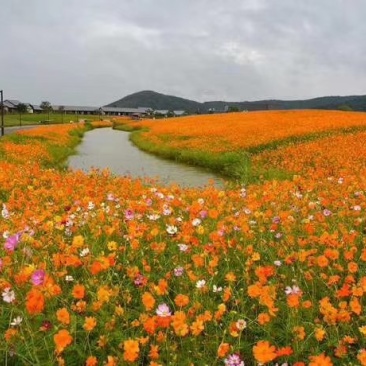 硫华菊花海