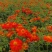 硫华菊花海