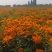 硫华菊花海