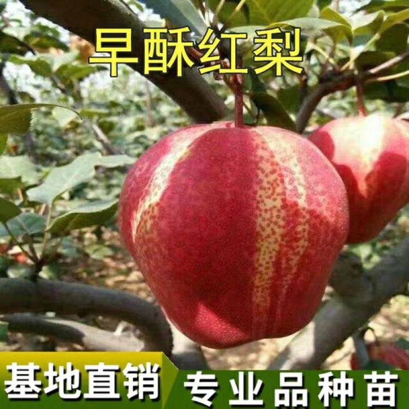 早酥红梨树苗，颜色好看，水分足，多个品种，免费后期指导