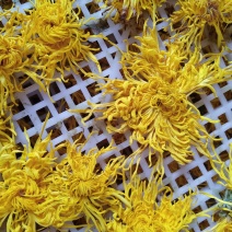 金丝皇菊