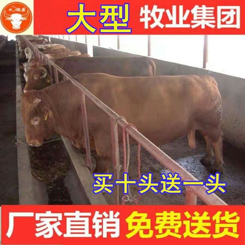 湘西黄牛包技术包回收让您养牛无忧