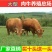湘西黄牛包技术包回收让您养牛无忧