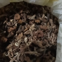 东北野生榛蘑