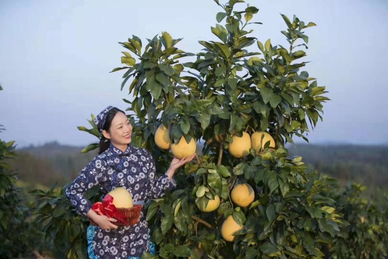 江西广丰马家柚