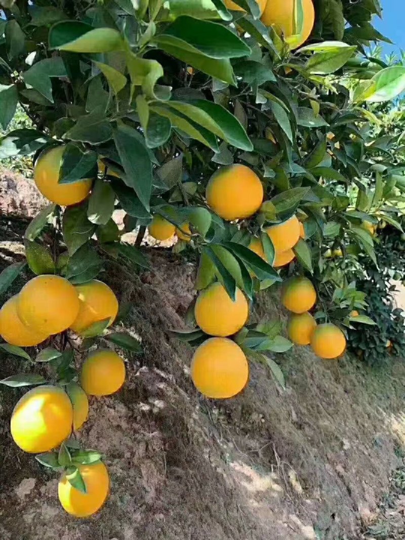 赣南脐橙