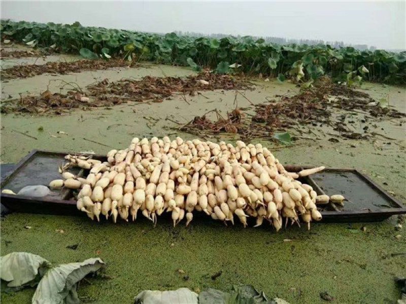 浅水藕种根莲藕种藕深水藕种高产食用莲藕种苗藕带苗藕苗