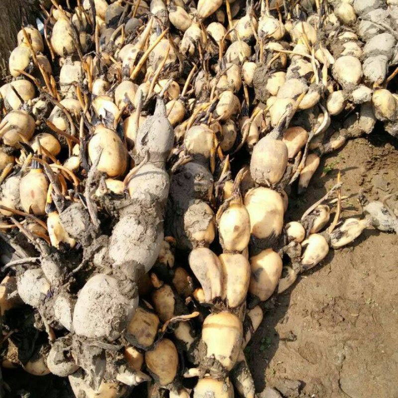 浅水藕种根莲藕种藕深水藕种高产食用莲藕种苗藕带苗藕苗