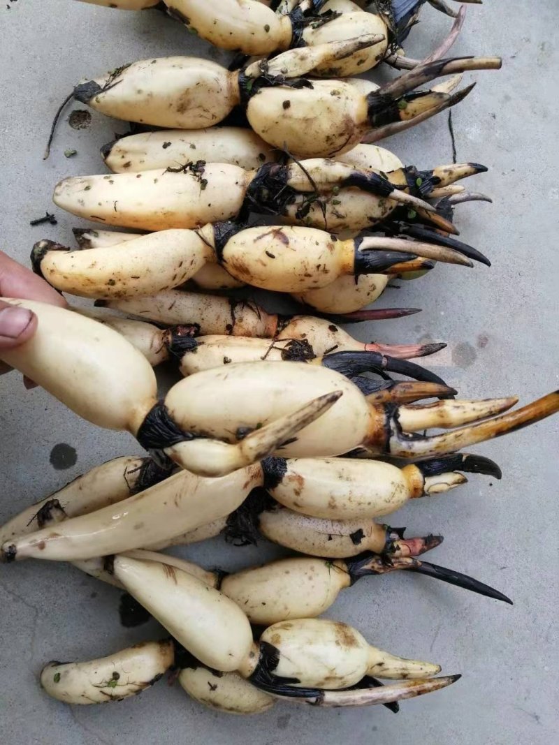 浅水藕种根莲藕种藕深水藕种高产食用莲藕种苗藕带苗藕苗