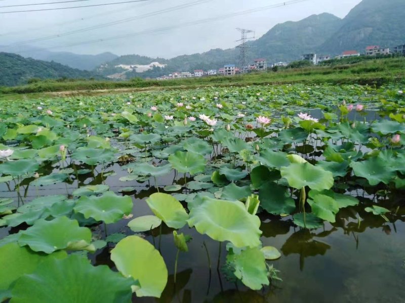 浅水藕种根莲藕种藕深水藕种高产食用莲藕种苗藕带苗藕苗