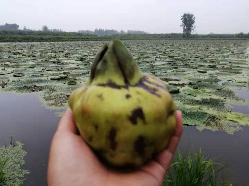 芡实种子鸡头果水生植物鸡头实鸿头鸿头鸡头米种子