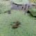 芡实种子鸡头果水生植物鸡头实鸿头鸿头鸡头米种子