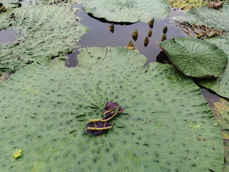 芡实种子鸡头果水生植物鸡头实鸿头鸿头鸡头米种子