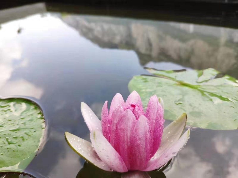 池塘水池大睡莲睡莲根块水培植物水生根块大睡莲花根