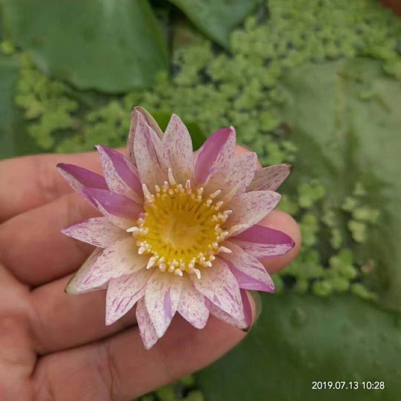 池塘水池大睡莲睡莲根块水培植物水生根块大睡莲花根