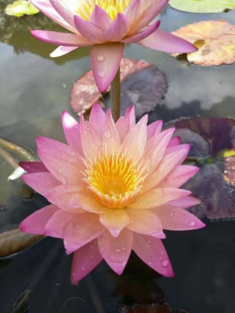 池塘水池大睡莲睡莲根块水培植物水生根块大睡莲花根