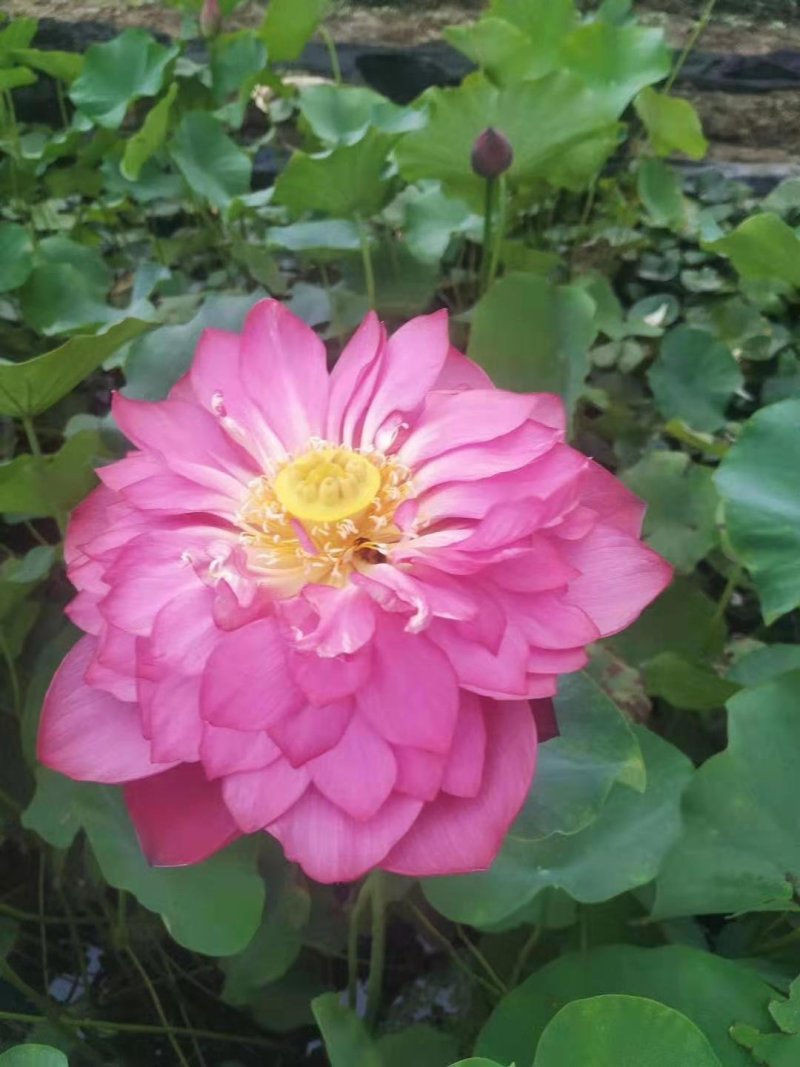 莲藕种根苗荷花苗盆栽水养莲花家庭食用池塘观赏睡莲水培四季