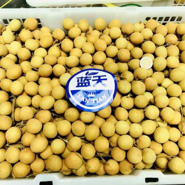 泰国龙眼整柜进出口