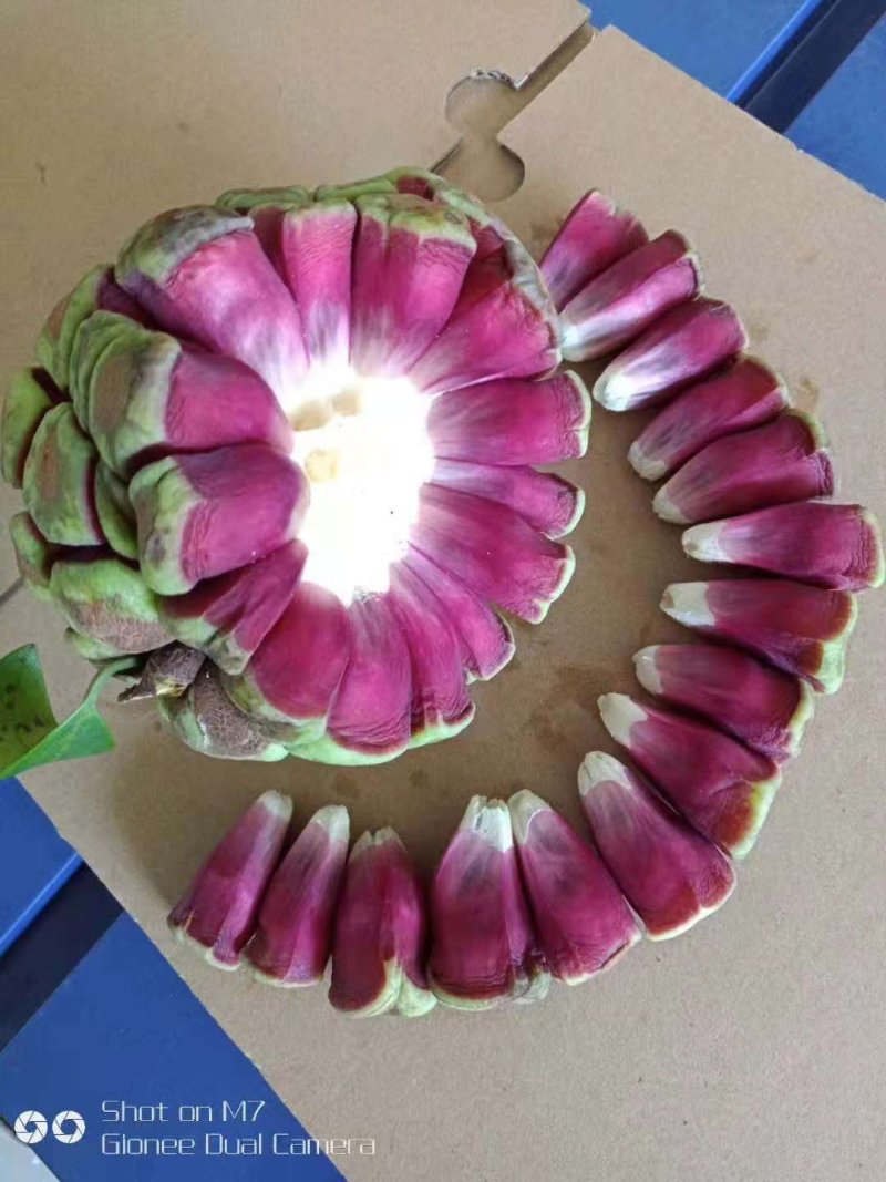 布福娜