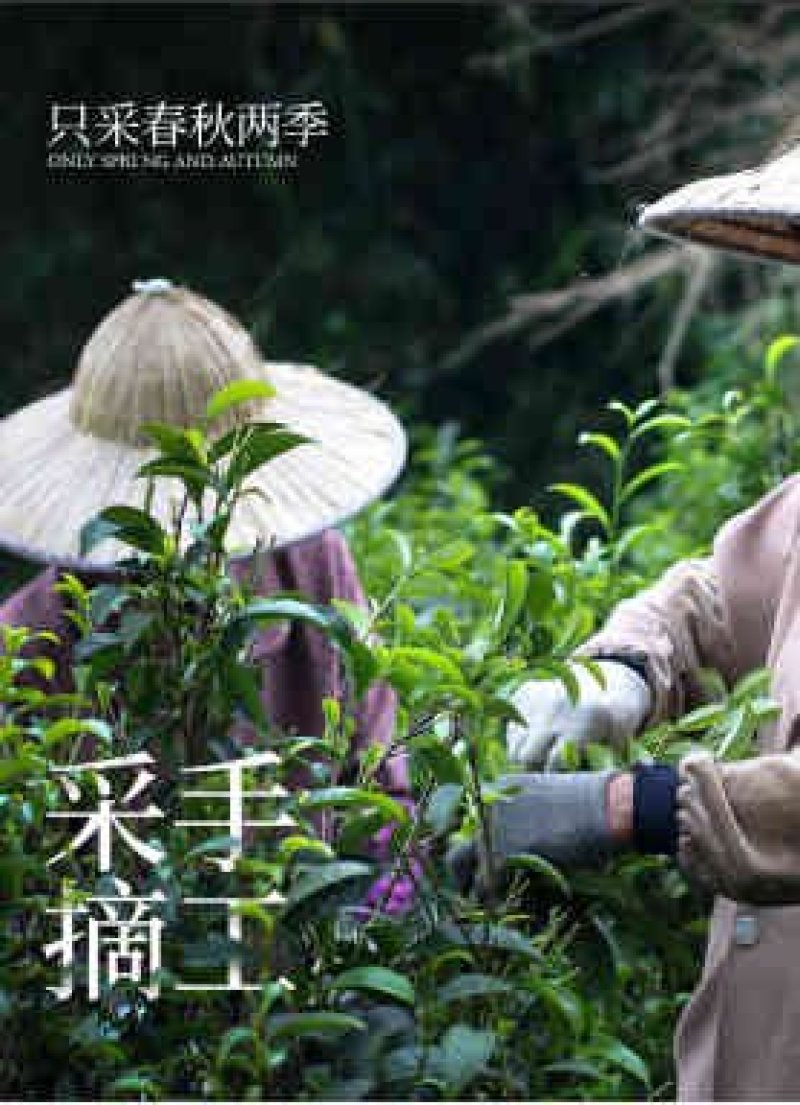铁观音茶叶浓香型新茶安溪乌龙茶礼盒共500克一件代发
